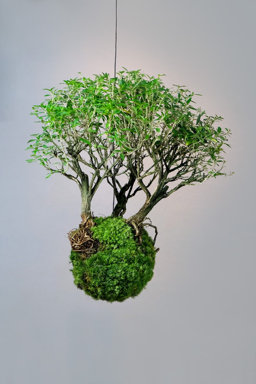 Origine del Kokedama storia