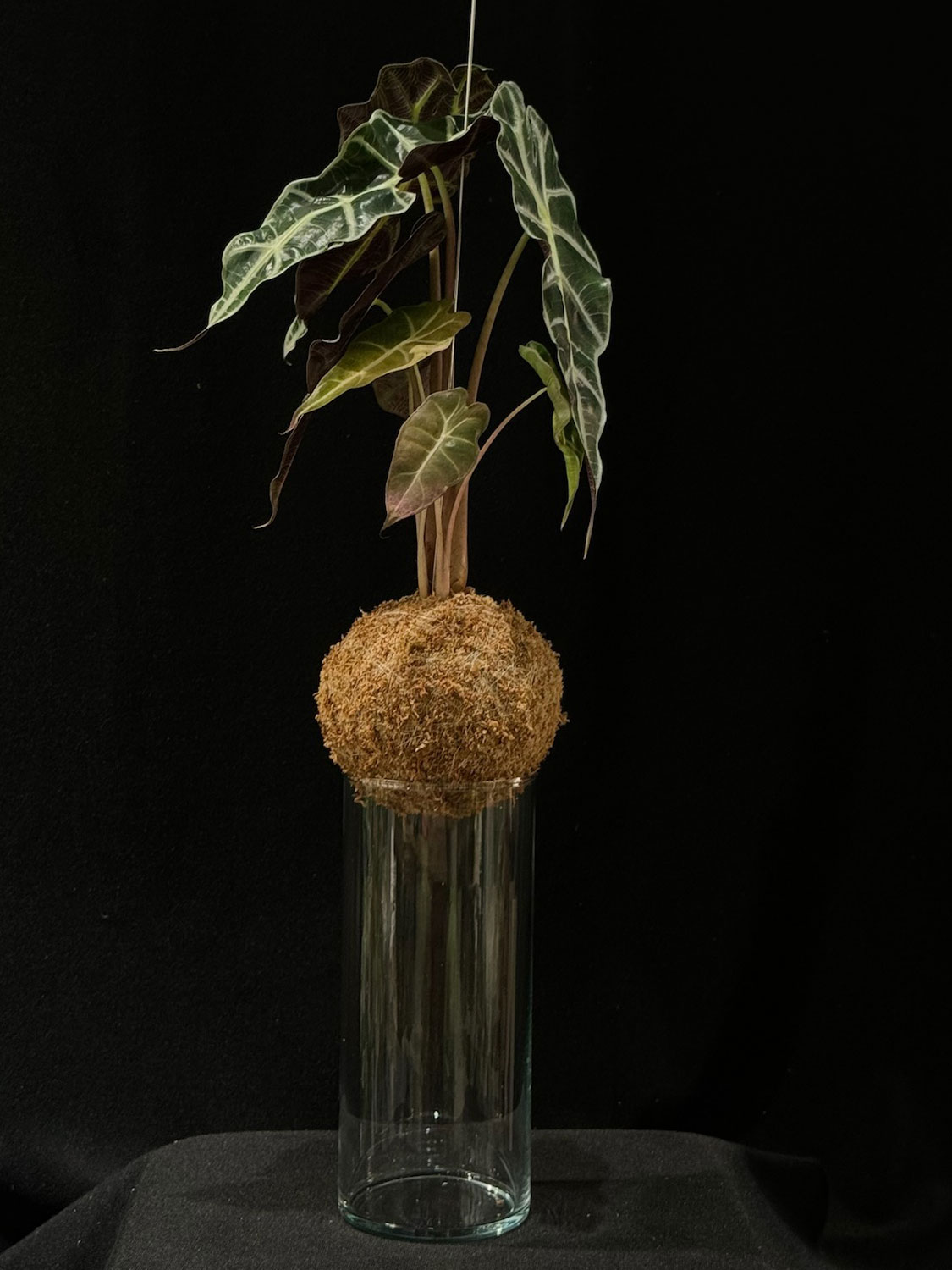 Alocasia amazonica polly