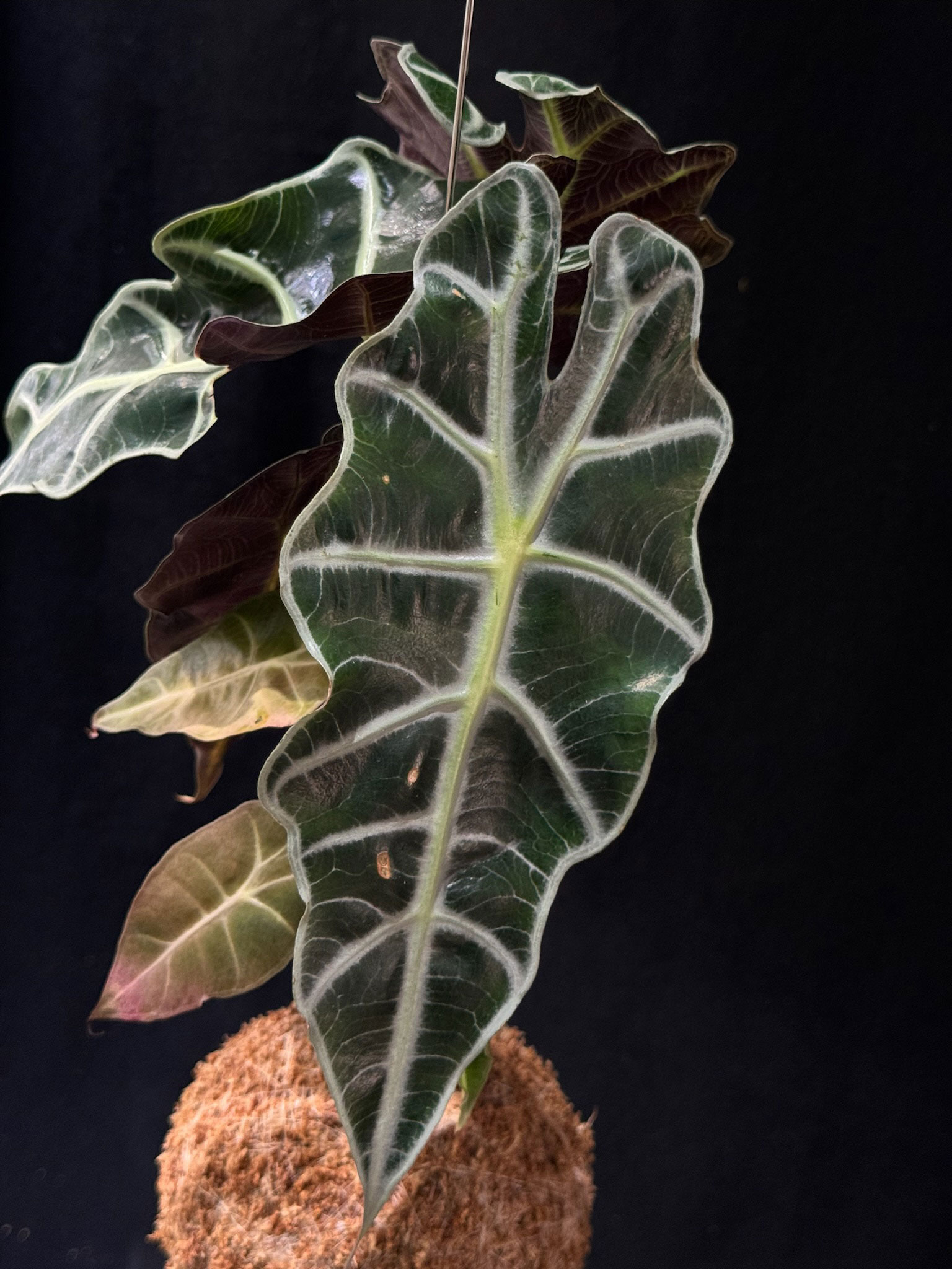 Alocasia amazonica polly