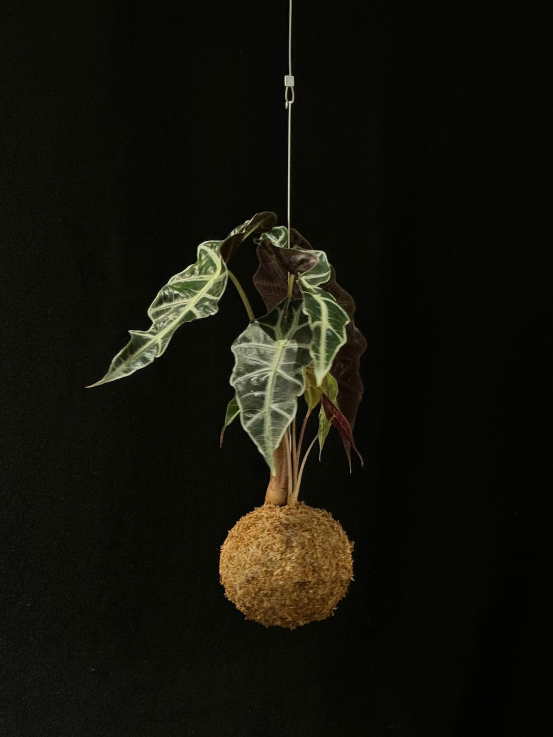 Alocasia amazonica polly