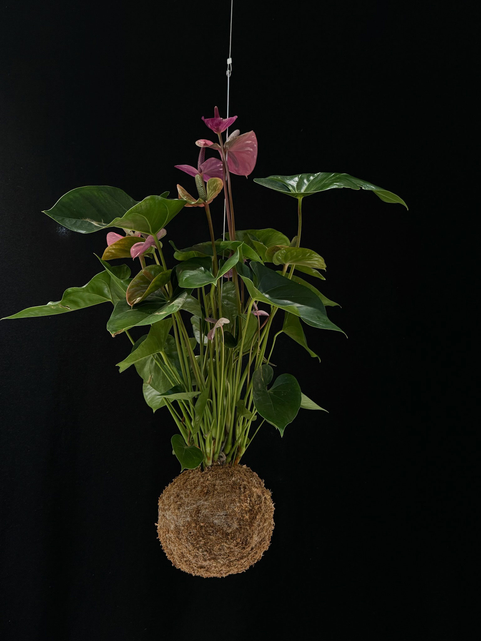 ANTHURIUM ANDREANUM