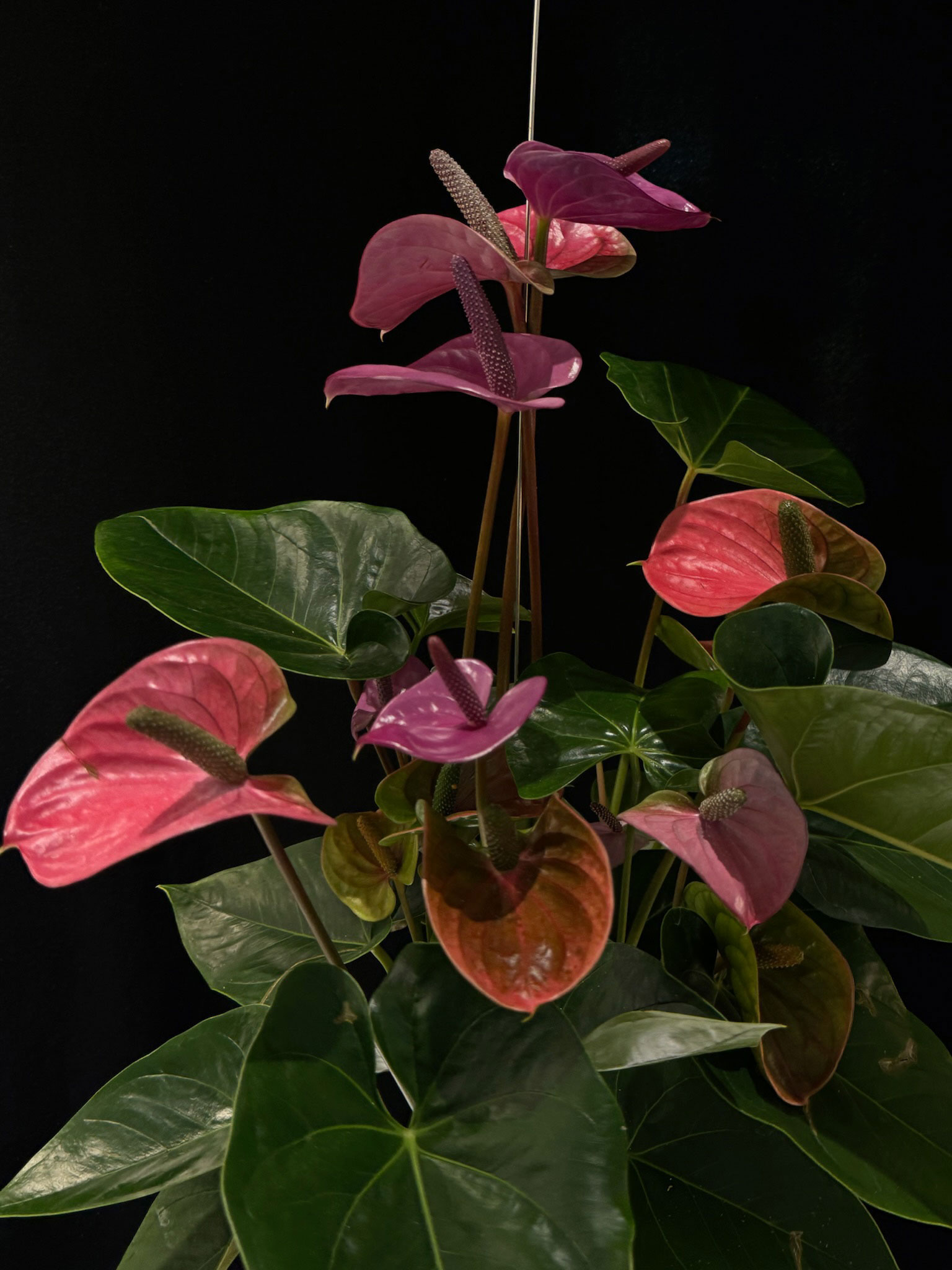 ANTHURIUM ANDREANUM