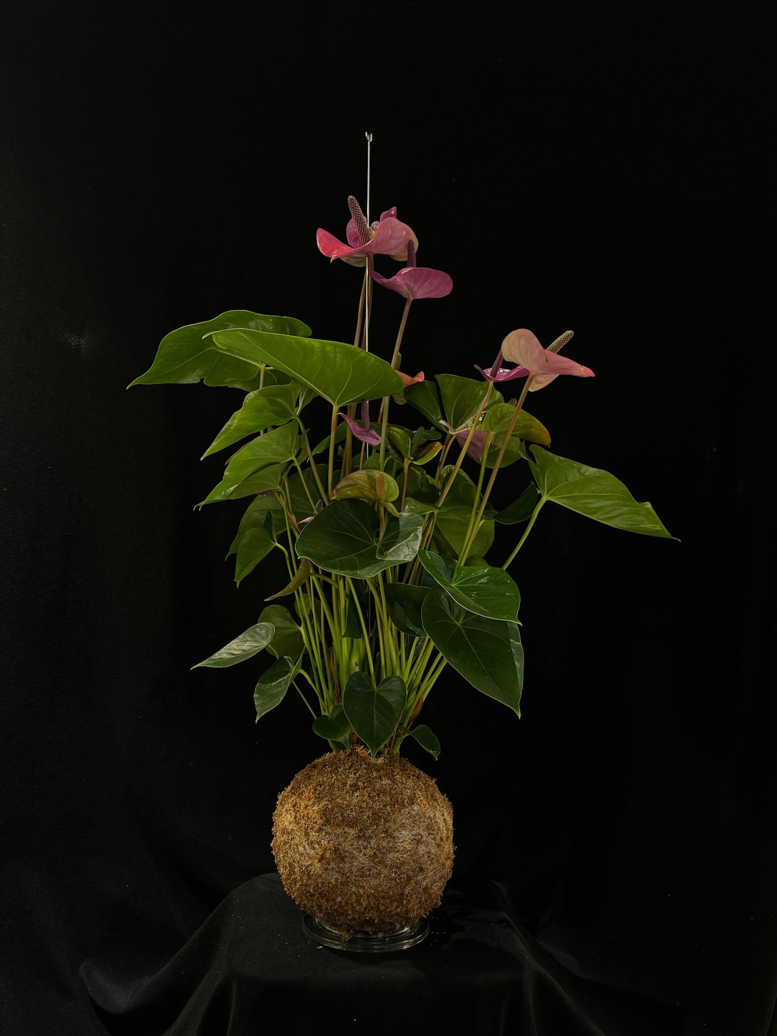 ANTHURIUM ANDREANUM