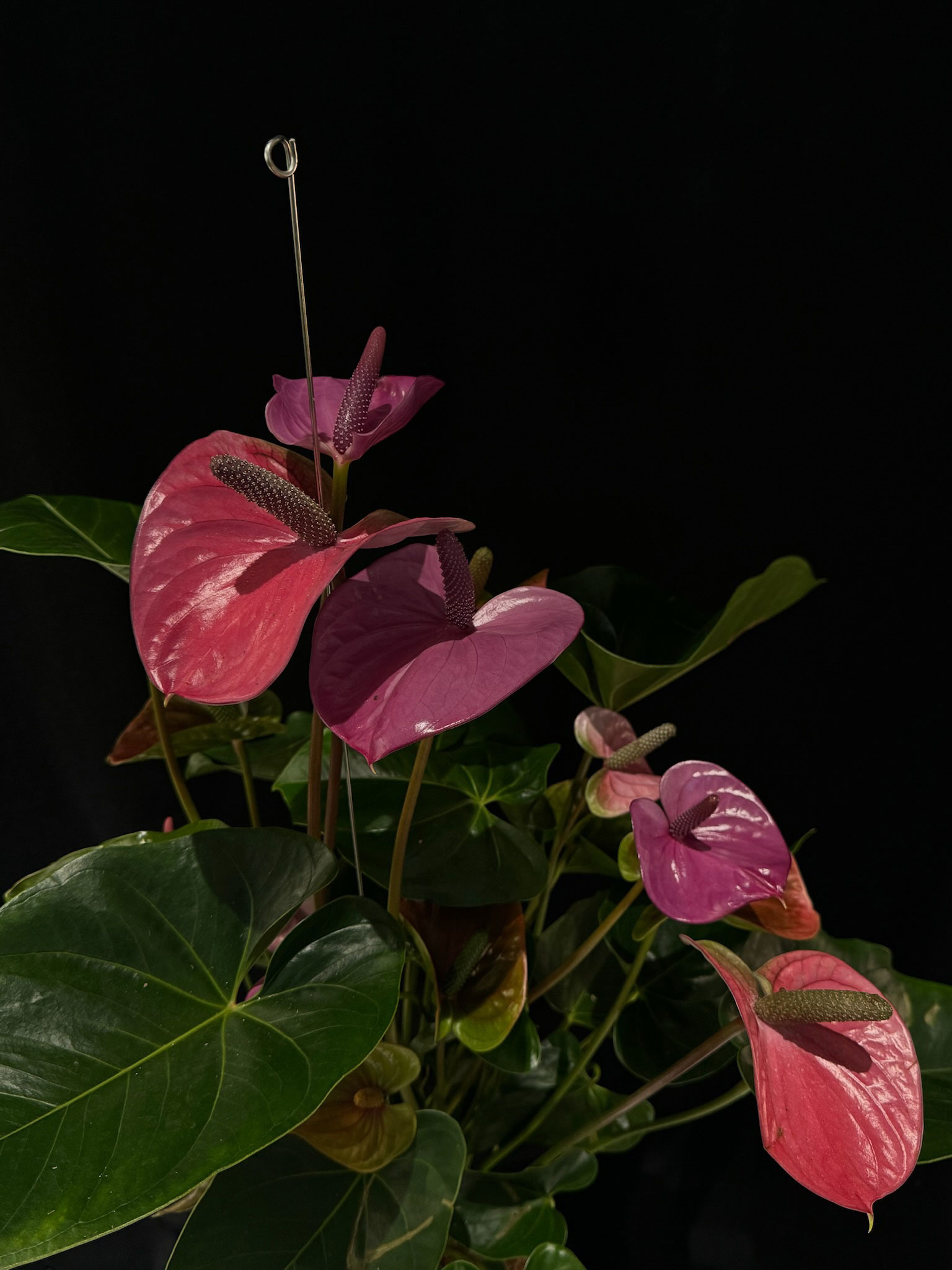 ANTHURIUM ANDREANUM