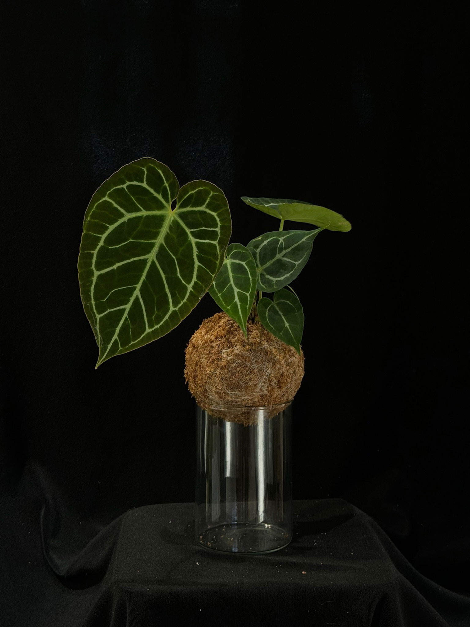 ANTHURIUM MAGNIFICUM