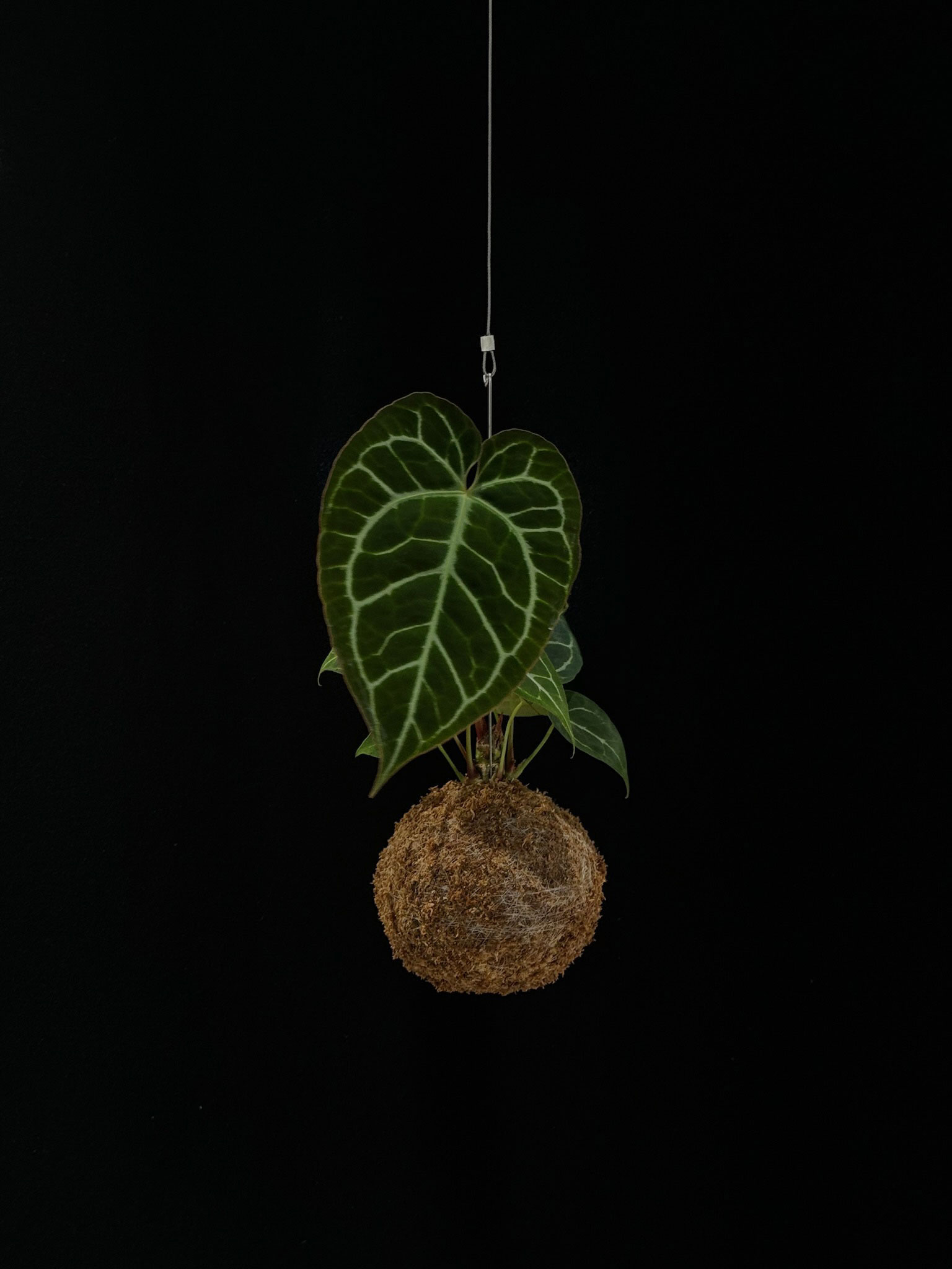 ANTHURIUM MAGNIFICUM