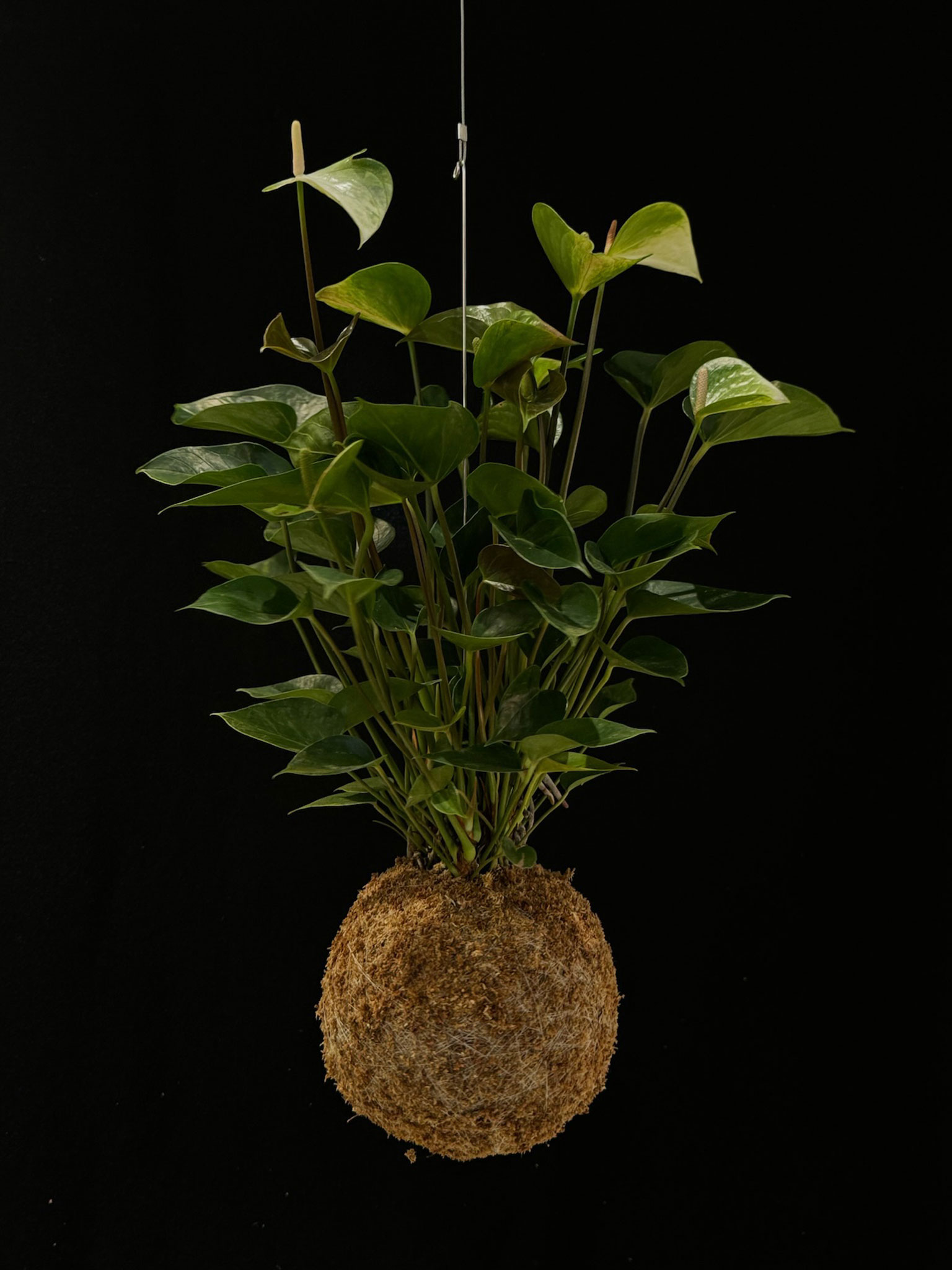ANTHURIUM PRINCESS ALEXIA JADE
