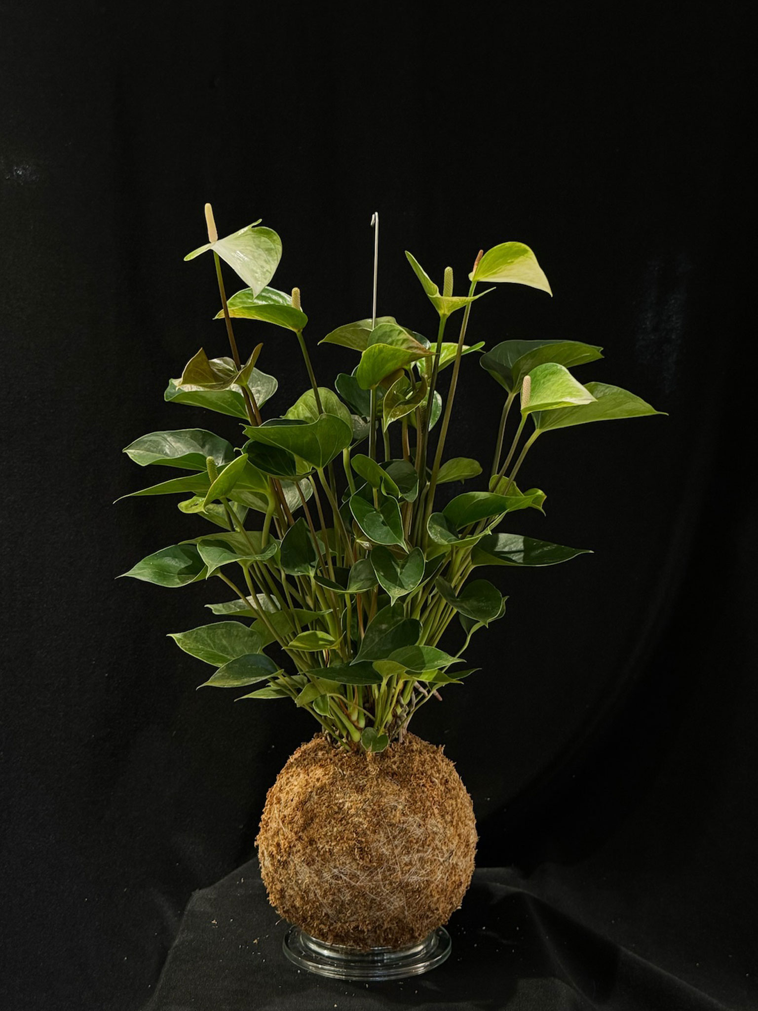 ANTHURIUM PRINCESS ALEXIA JADE