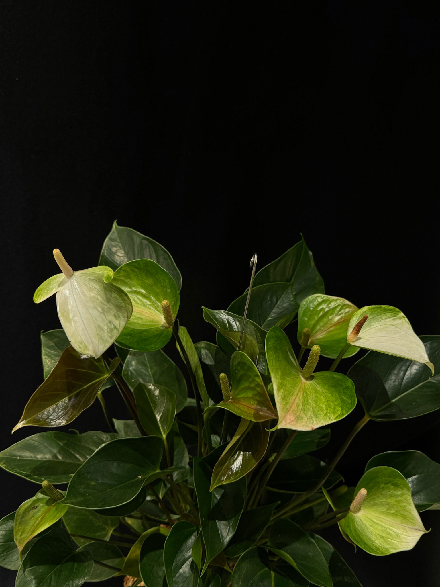 ANTHURIUM PRINCESS ALEXIA JADE