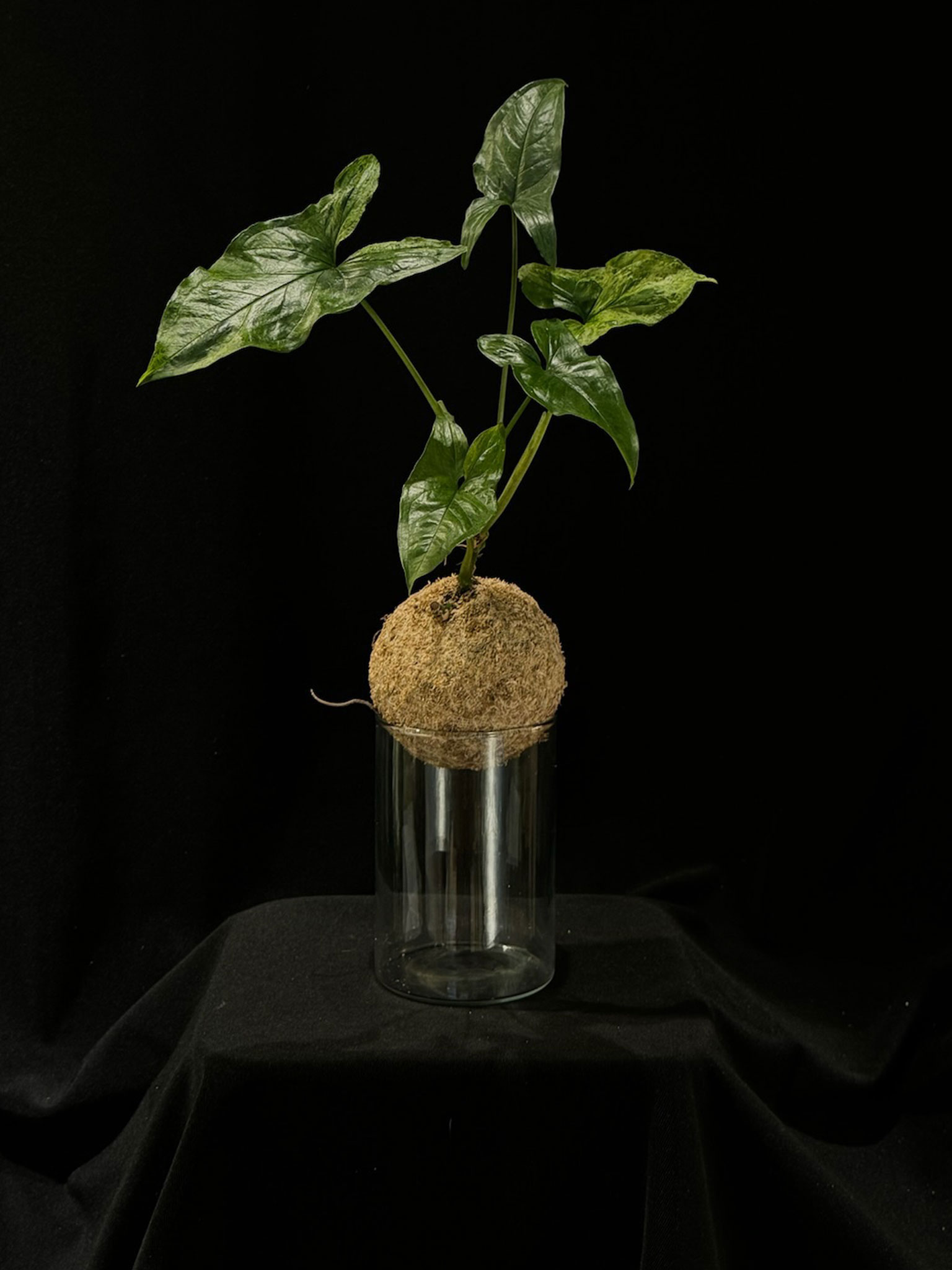Syngonium mojitos