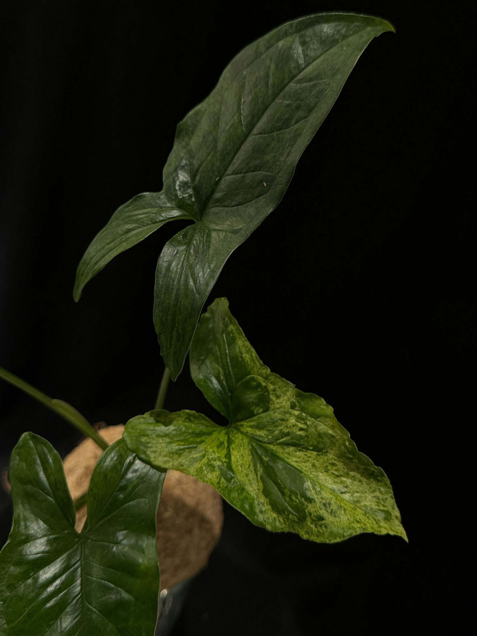 Syngonium mojitos