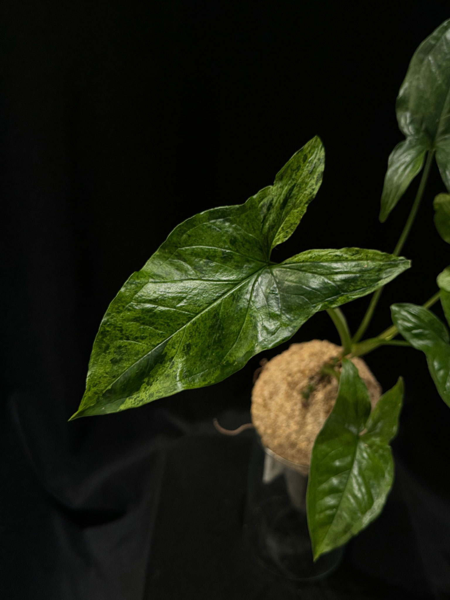 Syngonium mojitos